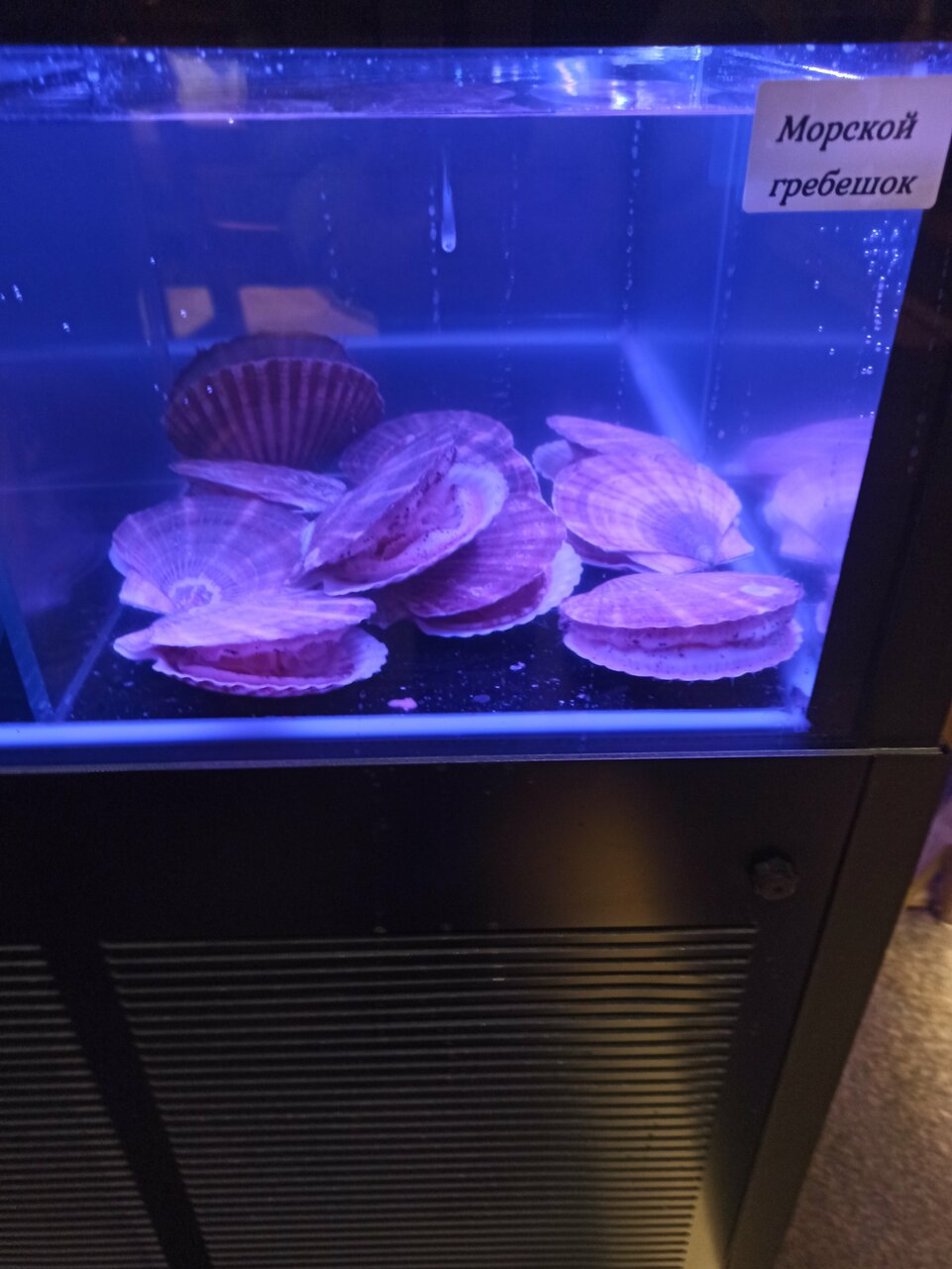 Гостиница Akyan Санкт-Петербург-171